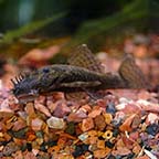 Bushy Nose Plecostomus